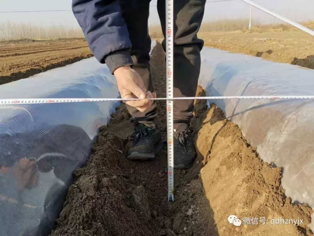 2CM-2/4H双垄四行红薯起垄机