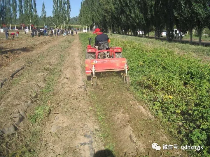 青岛洪珠1JH-110马铃薯杀秧机