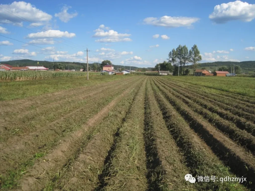 青岛洪珠1JH-210型杀秧机