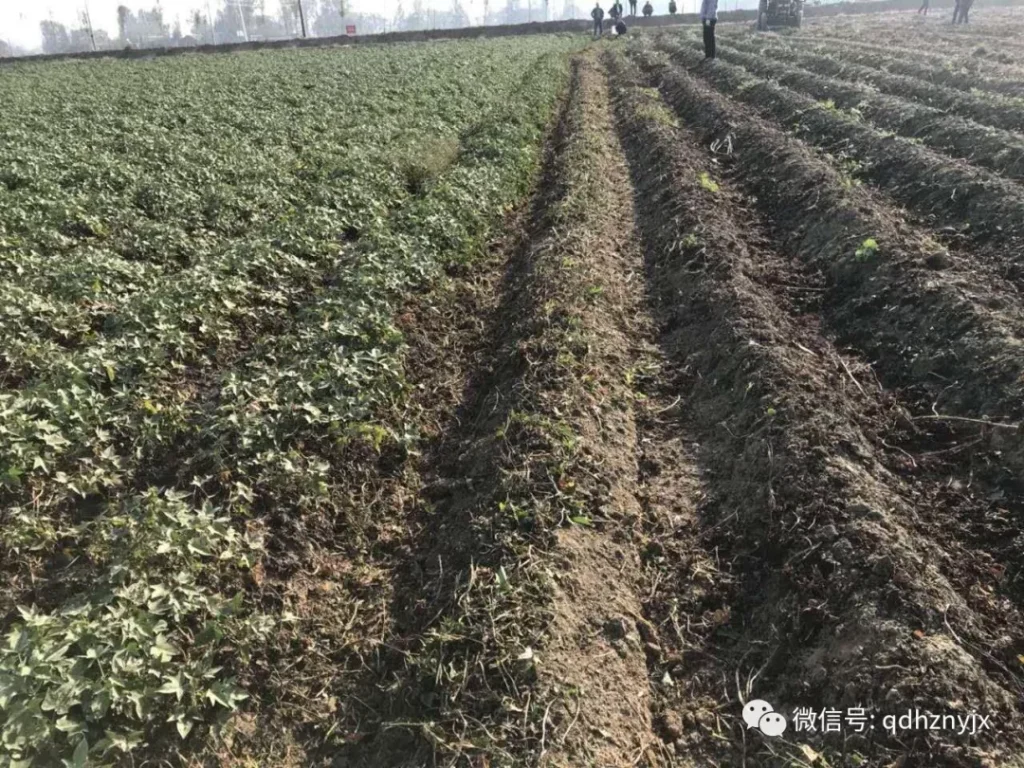 青岛洪珠红薯杀秧机（甩刀式）