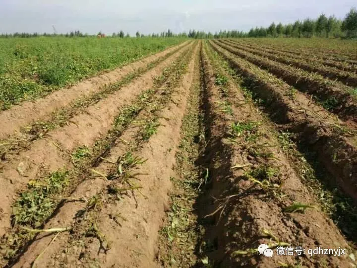 青岛洪珠1JH-110马铃薯杀秧机